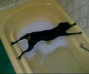 Cani che non vogliono fare il bagno