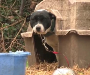 Provate a non commuovervi vedendo questi cani che vengono liberati