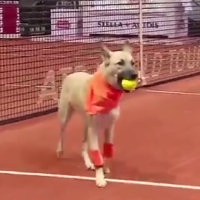 Cani randagi vengono portati sul campo per fare i raccattapalle