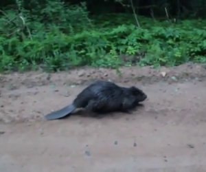 Castoro arrabbiato attacca un uomo