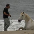 Cavalli si rotolano nella sabbia, giocando liberi con il loro padrone