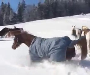 Tutta la dolcezza di questi cavalli che giocano felici sulla neve