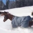 Tutta la dolcezza di questi cavalli che giocano felici sulla neve