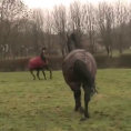 Questi cavalli sono stati separati per anni. Adesso si ritrovano così!