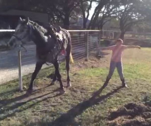 Le bambine iniziano a ballare, ecco la reazione del cavallo!