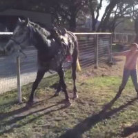 Le bambine iniziano a ballare, ecco la reazione del cavallo!