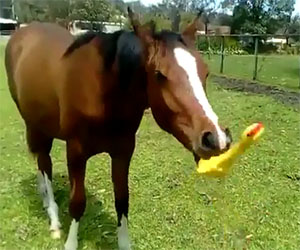 Cavallo si diverte giocando con una gallina di gomma