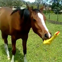 Cavallo si diverte giocando con una gallina di gomma