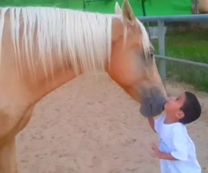 Un cavallo si avvicina ad un bambino speciale. Un video emozionante!