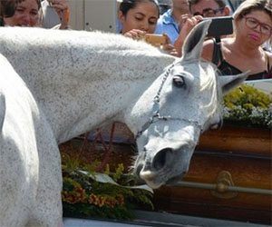 La straziante reazione del cavallo al funerale del proprio padrone