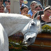 La straziante reazione del cavallo al funerale del proprio padrone