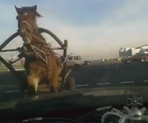 Cavallo travolge un'auto al semaforo