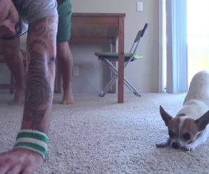 Chihuahua fa yoga