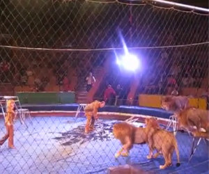 Circo: leoni aggrediscono i domatori