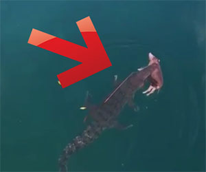 Un drone filma un coccodrillo che trasporta un maiale intero