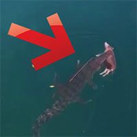 Un drone filma un coccodrillo che trasporta un maiale intero