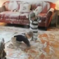 Due bambini distruggono i sacchi di farina e combinano un disastro