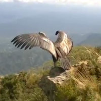 Un condor viene rimesso in libertà dopo due anni