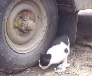 Il gatto lo cerca disperato, ecco come questo criceto si nasconde