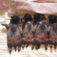 Questi cuccioli di carlino dormono in fila, guarda quello di sinistra!