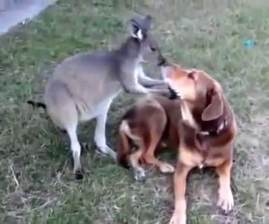 Cucciolo di canguro flirta con un cane