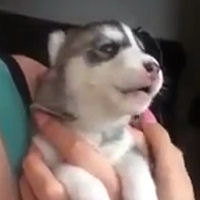 Un cucciolo di husky prova ad ululare per la prima volta