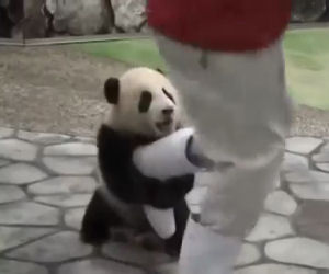 Vuole scattare una foto ai panda ma il cucciolo non lo lascia un attimo