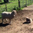 Un cucciolo ambizioso cerca di radunare le pecore e fa ridere tutti