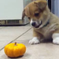 Questo dolce cucciolo non riesce proprio ad accettare una zucca