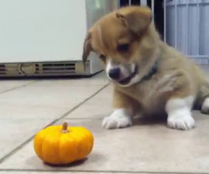 Questo dolce cucciolo non riesce proprio ad accettare una zucca