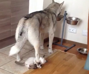 L'husky sta mangiando ma il suo piccolo amico decide di disturbarlo
