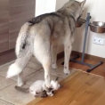 L'husky sta mangiando ma il suo piccolo amico decide di disturbarlo