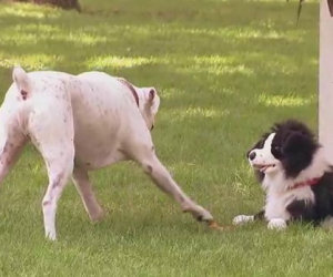 Divertenti scherzi fatti ai cani