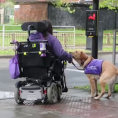 Ecco ciò che questo cane fa ogni giorno per questa donna disabile