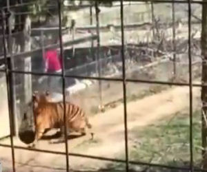 Rischia la vita per prendere il cappello nella gabbia della tigre