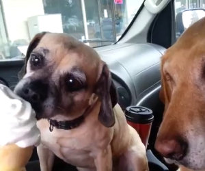 Due cani che amano il gelato