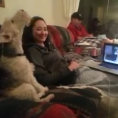 Due cani sono in videoconferenza su Skype, da non credere!