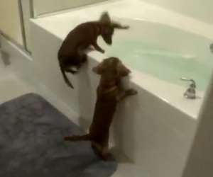 Due cani vogliono fare il bagno
