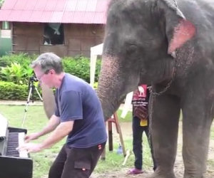 Duetto al pianoforte con un elefante