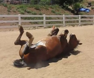 Ti sei mai chiesto come scoreggia un elegante cavallo?