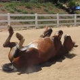Ti sei mai chiesto come scoreggia un elegante cavallo?