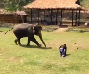 Un uomo cade a terra, ciò che fa l'elefante fa venire la pelle d'oca