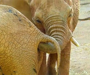 L'elefante fa uno spuntino davvero disgustoso