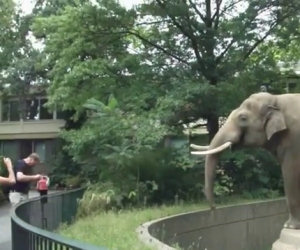 Elefante si vendica con i turisti