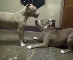 2 ex cani da combattimento si incontrano, la reazione è incredibile