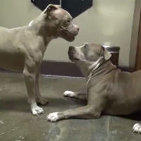 2 ex cani da combattimento si incontrano, la reazione è incredibile