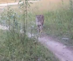 Un ciclista si trova faccia a faccia con un puma in un bosco