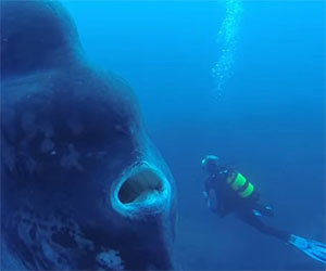 Un sub si trova faccia a faccia con un raro pesce gigante