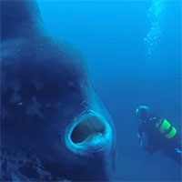 Un sub si trova faccia a faccia con un raro pesce gigante