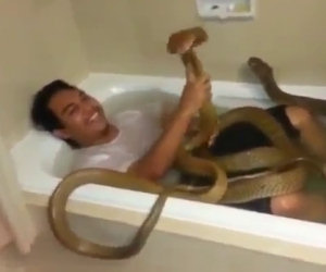 Fare il bagno con due cobra reali